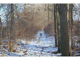 Property photo 11 - FARMLAND AUCTION, 60+/- Acres in 6 Tracts ranging from 4 to 20 acres & in combinations!